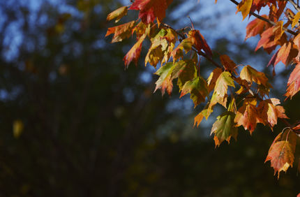 028A1066 7435X5311 86C95fd