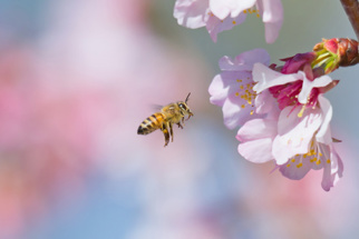 Honeybee flying to cherry blossom flower.