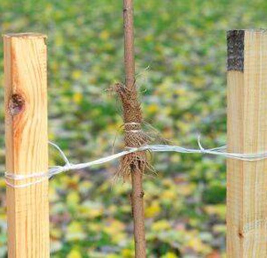Tree Stakes