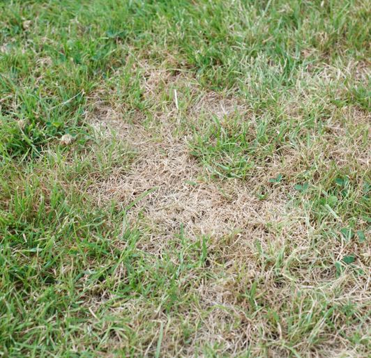 Brown Spots In Lawn How To Fix Davey Tree