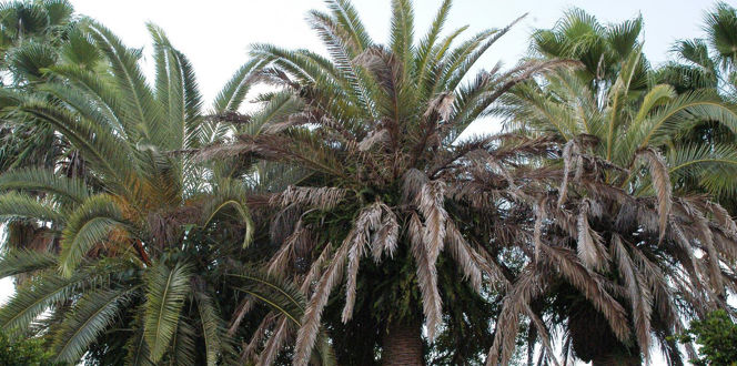 5475315 SMPT Lethal Bronzing Palm1