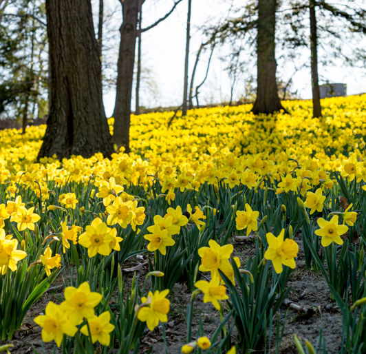 cemetery landscape services