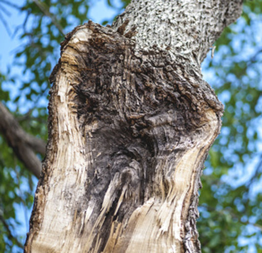 Storm Damage Decay