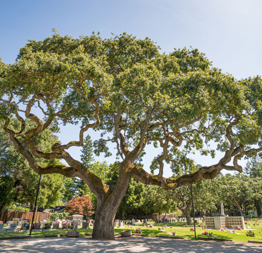 Cemetery Landscaping Services