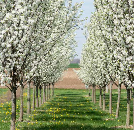 Davey Nursery