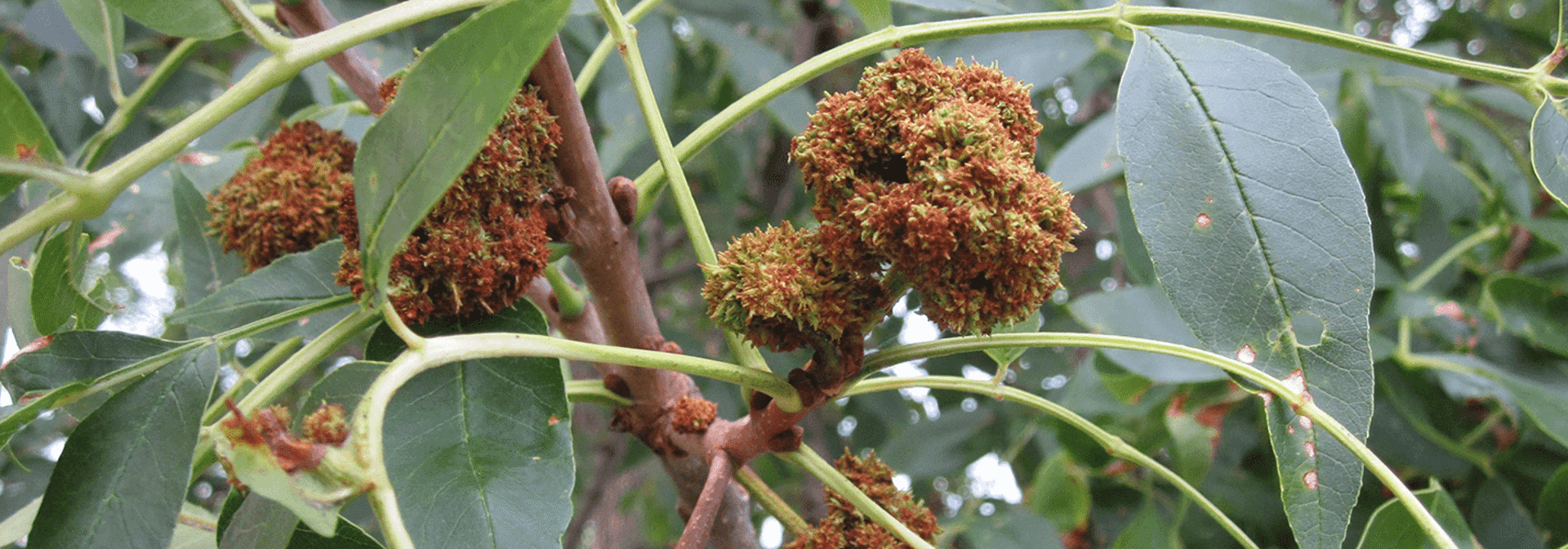 Pest And Disease Ash Flower Gall Mite Banner 1440X500