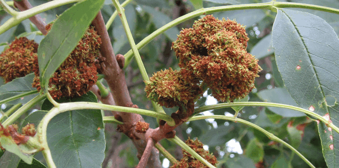 Pest And Disease Ash Flower Gall Mite Banner 1440X500