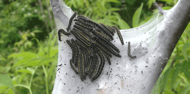 Pest And Disease Center Eastern Tent Caterpillar Banner 1440X500