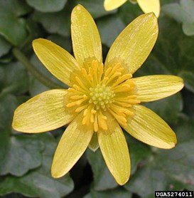 Lesser Celadine