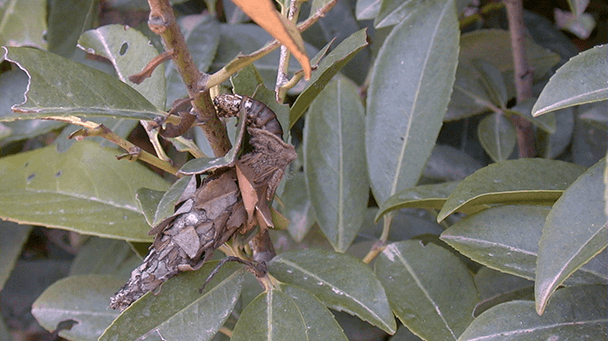 Bagworms How to Get Rid of Bagworms Davey Tree