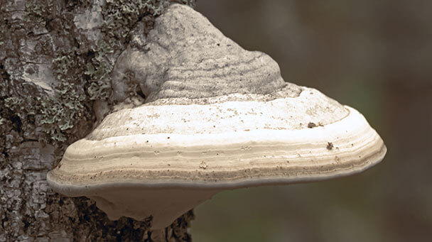 Pest And Disease Tinder Fungus Sideimage2 608X341