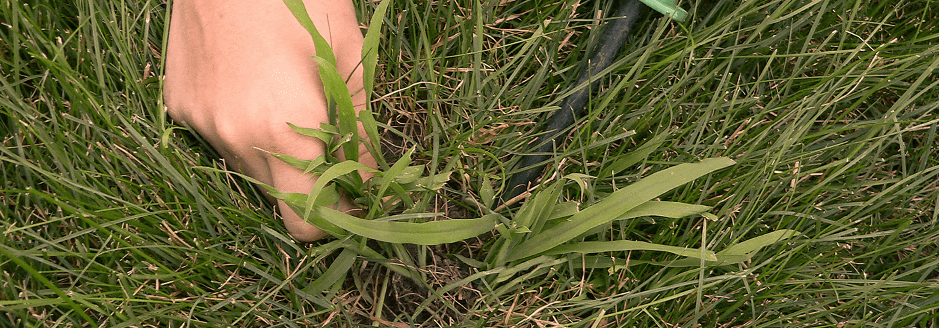 Pest And Disease Crabgrass Banner 1440X500