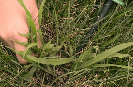 Pest And Disease Crabgrass Banner 1440X500