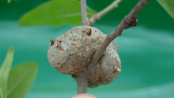 Pest And Disease Horned And Gouty Oak Galls Sideimage3 608X341