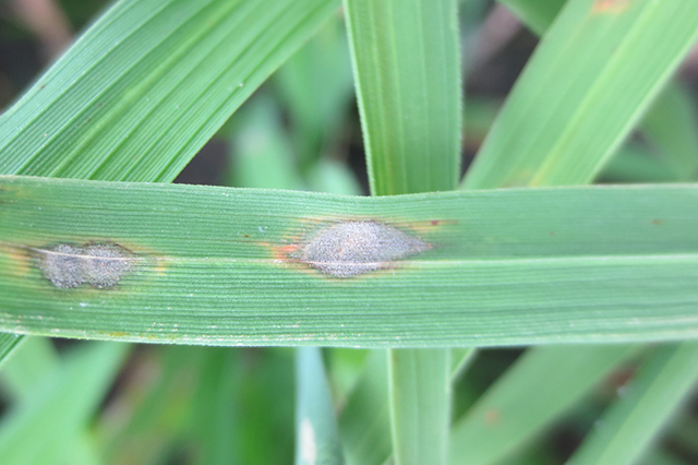 Commercial Blog Pests And Disease In Your Turf Sideimage4 640X426