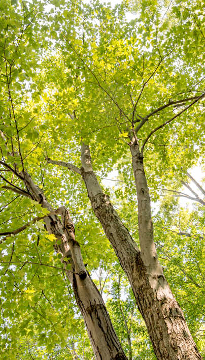 Dayen Tree Video Gallery | Davey Tree