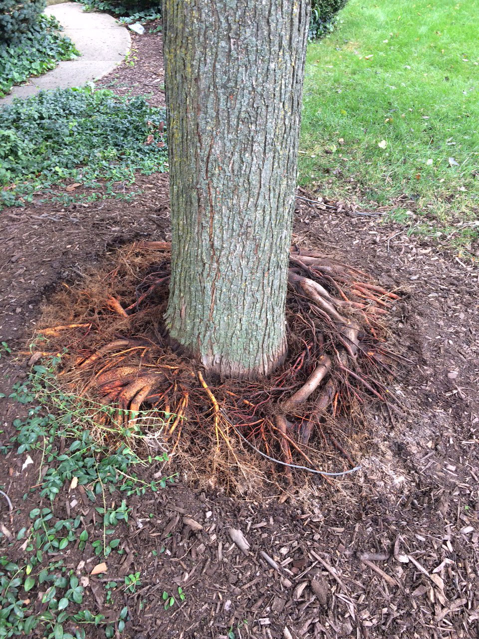 Above Ground Tree Roots
