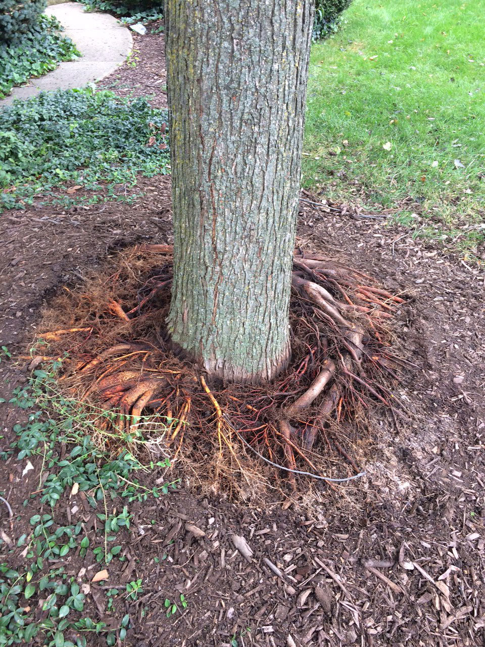 Tree Root Protection & Root Pruning Davey Tree