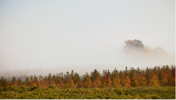 Fall images from the Davey nursery in Wooster. Burlapped / Balled roots for Mound Road in Michigan