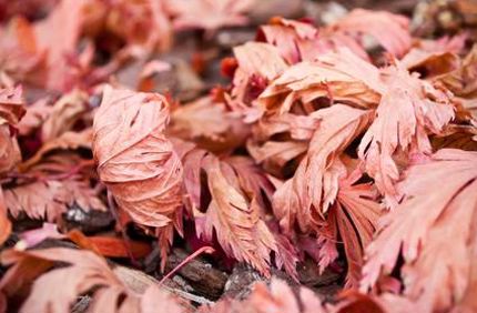 Brown Leaves