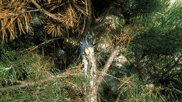 Pest And Disease Pitch Canker Of Pine Sideimage3 608X341