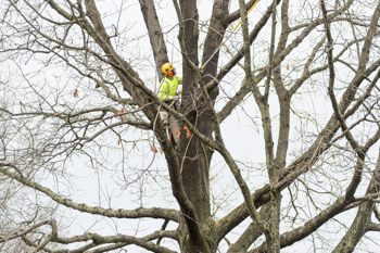 An arborists prunes a tree in winter