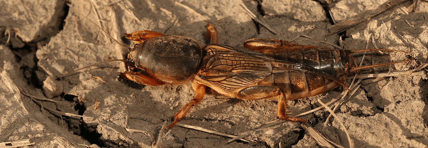 Pest And Disease Center Mole Crickets Banner 1440X500