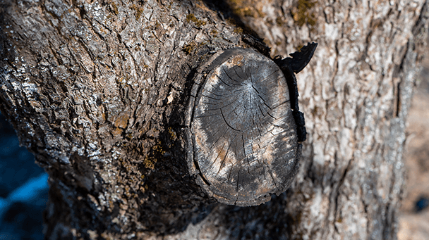 Pest And Disease Botryosphaeria Sideimage2 608X341
