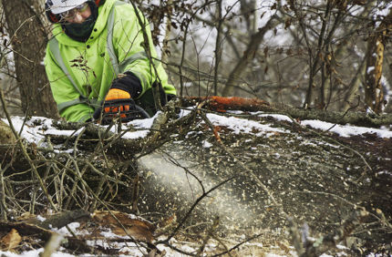 winter pruning