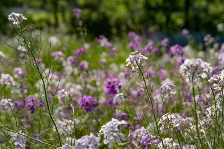 Photo of flowers in a field