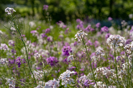 Photo of a field