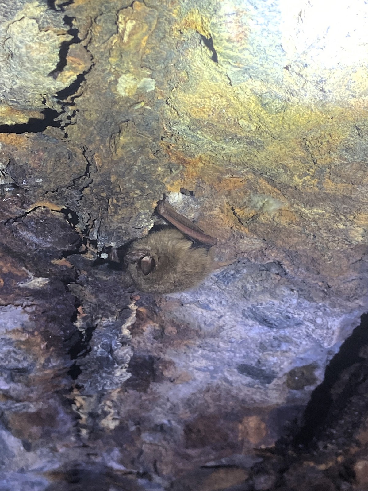 Tricolor3 Melyssa Garcia DRGNJ