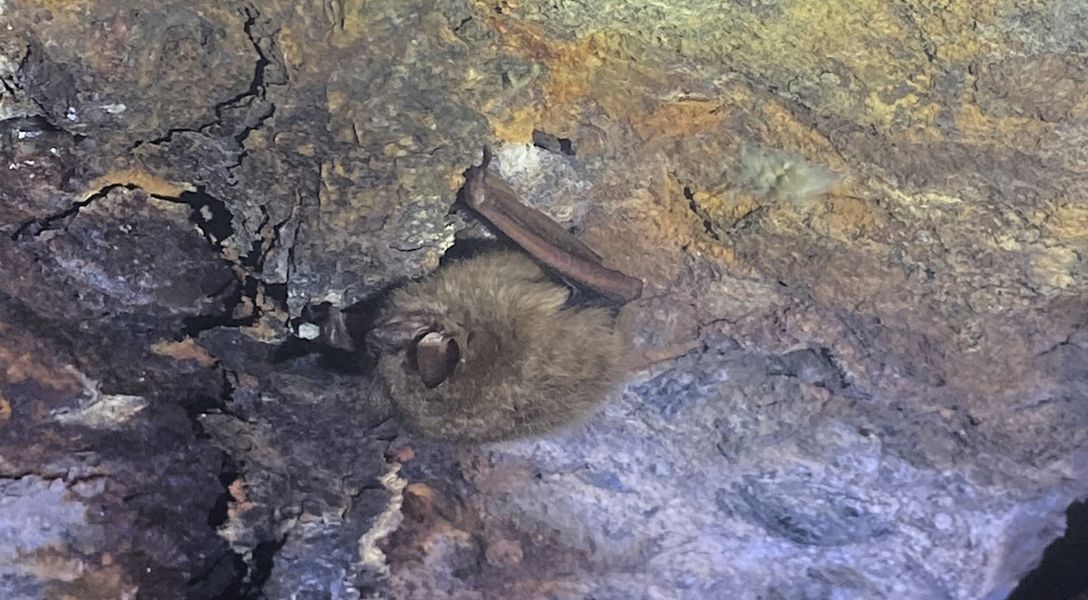 Tri Bat Tri-Colored Bat Closer to Endangered Listing | Davey Tree