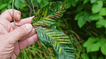 damage of beech leaf disease