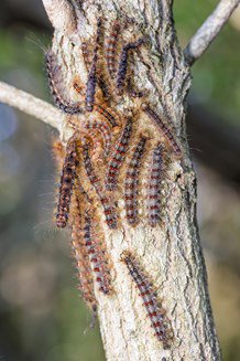 gypsy moth caterpillars on a tree