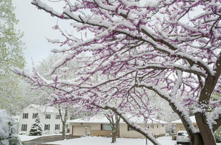 snowy trees