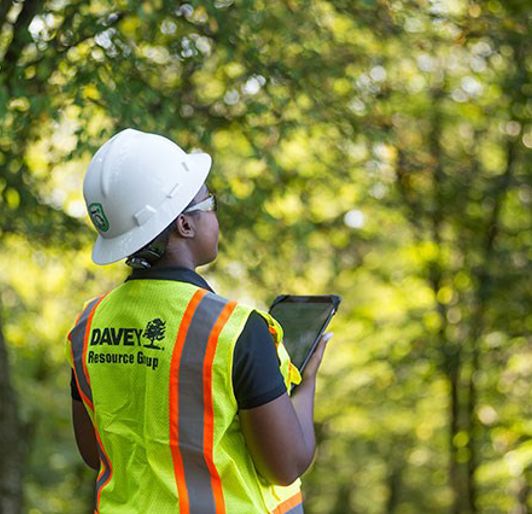 Why Hire A Forestry Consultant