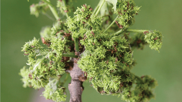 Pest And Disease Center Eriophyid Mites Sideimage 608X341