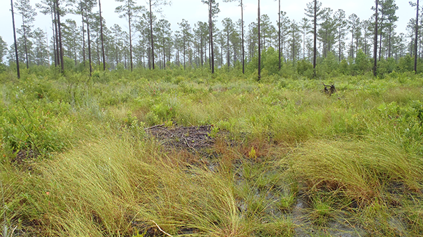 Environmential Project Profile Camp Lejeune Sideimage 608X341