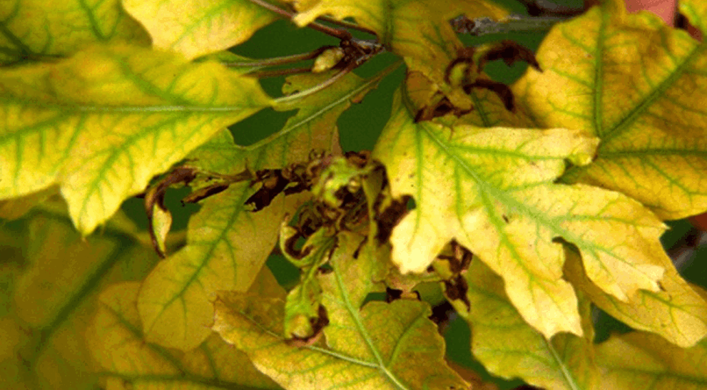 Iron Chlorosis Caused by Iron Deficiency | Davey Tree