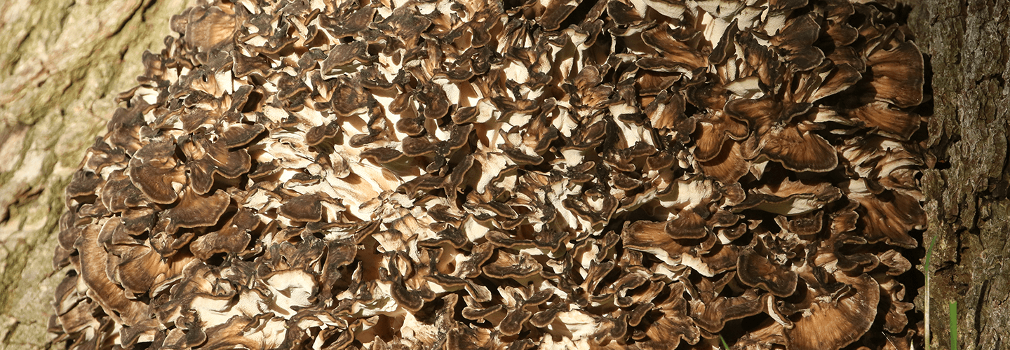 Pest And Disease Hen Of The Woods Banner 1440X500