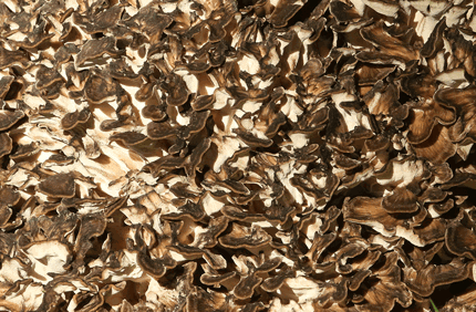 Pest And Disease Hen Of The Woods Banner 1440X500