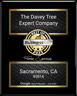 Top Tree Service