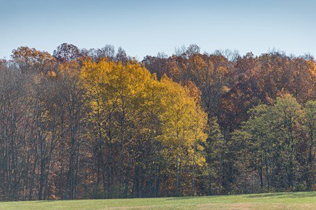 fall color in forest