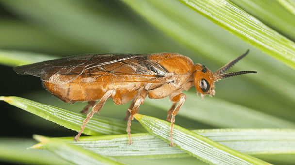 Pest And Disease Center Pine Sawfly Sideimage 608X341