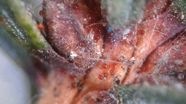 Pest And Disease Center Spruce Spider Mites Sideimage2 608X341