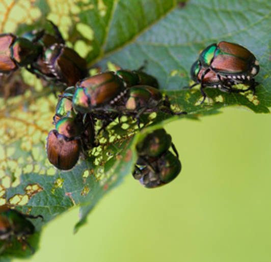 Japanese Beetle Infestation On Trees Davey Tree Control Japanese Beetles