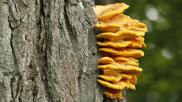 Pest And Disease Chicken Of The Woods Sideimage2 608X341