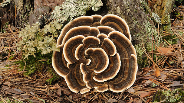 Pest And Disease Turkey Tail Sideimage2 608X341