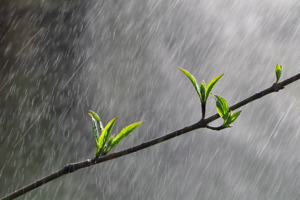 heavy rain on a branch